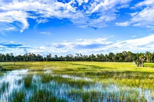 A marsh and river grass in the swamps of Louisiana