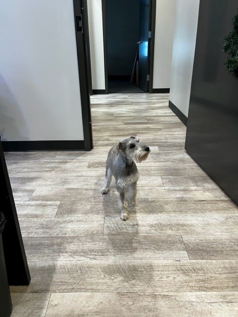 Roxie roaming around the Cardinal Strategies office.